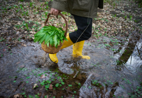 Hurá na medvědí česnek