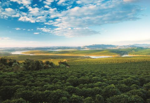 Na kávové plantáži v Brazílii