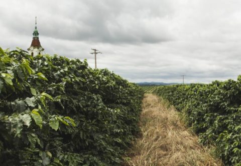 Tchibo letos sklidí kávu na svých plantážích na Moravě a na Slovensku