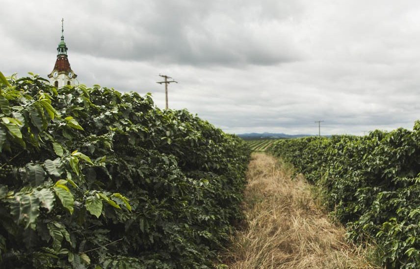 Tchibo letos sklidí kávu na svých plantážích na Moravě a na Slovensku