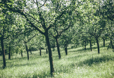 Kde sbírat čerstvé ovoce zdarma