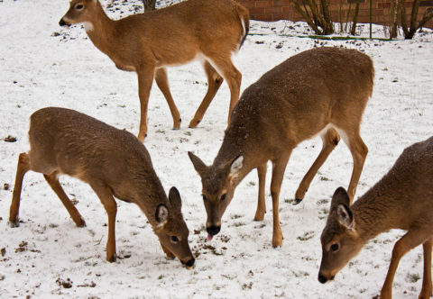 Můžeme pomoct zvířátkům v zimě?