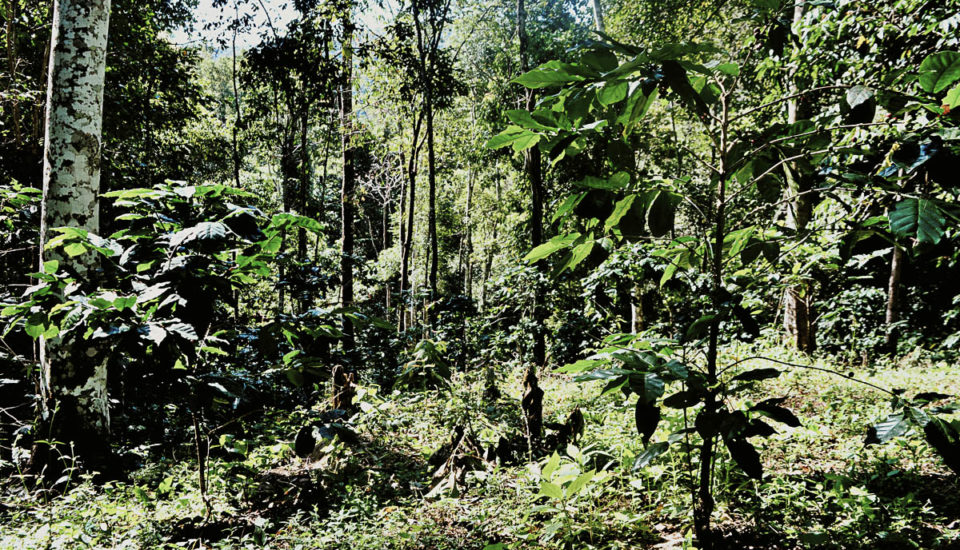 Za pěstováním kávy do thajské džungle
