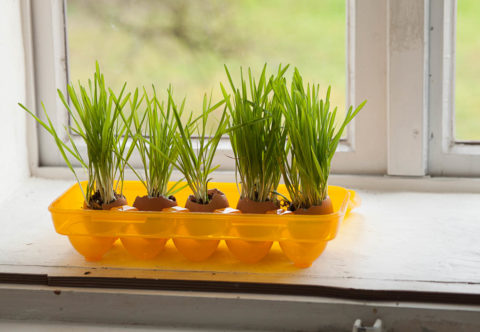 Co se skořápkami od vajíček