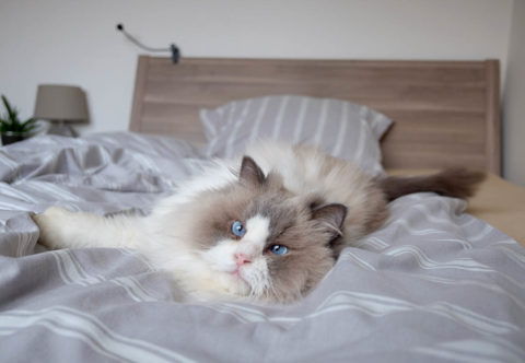 Když si vaše kočka zaslouží sezení u psychologa