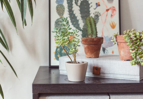 Jak už nikdy nezabít fíkus? Řešení nejčastějších otázek o pokojovkách