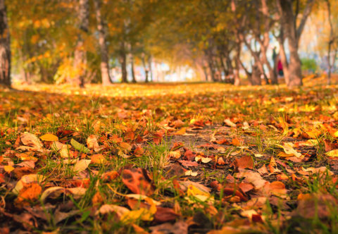 Proč mám z podzimu upřímnou radost