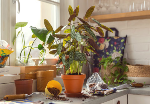 Víte, jak správně přesazovat pokojovky? Návod krok za krokem