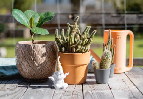 Letnění pokojovek aneb vypusťte rostliny na léto ven