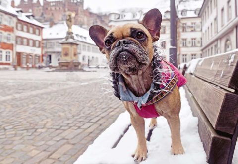 V zimě je potřeba věnovat pozornost psím tlapkám. Moje tipy a recept na domácí mastičku