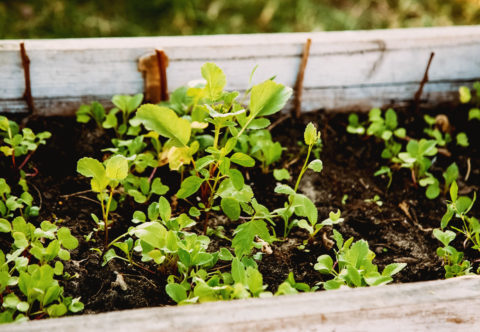Letos se zahrádkou nezačnu na poslední chvíli. Příroda přeje připraveným a únor je měsíc příprav
