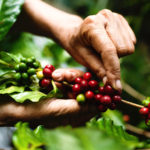 Jak se káva pije v zemích, kde se pěstuje, a jak si ji můžeme stejně připravit i my doma?