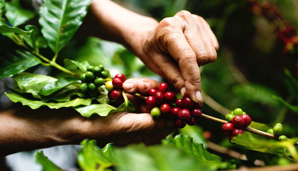 Jak se káva pije v zemích, kde se pěstuje, a jak si ji můžeme stejně připravit i my doma?