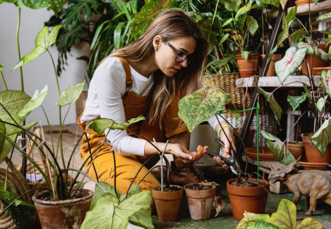 Podzim je tady! Co s pokojovkami na balkonech i uvnitř?