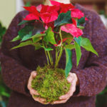 Tip na dárek nebo přírodní dekoraci: Vyrobte si vánoční kokedamu