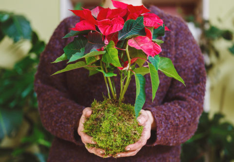 Tip na dárek nebo přírodní dekoraci: Vyrobte si vánoční kokedamu