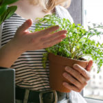 Vypěstujte si doma bylinky dřív, než přijde jaro