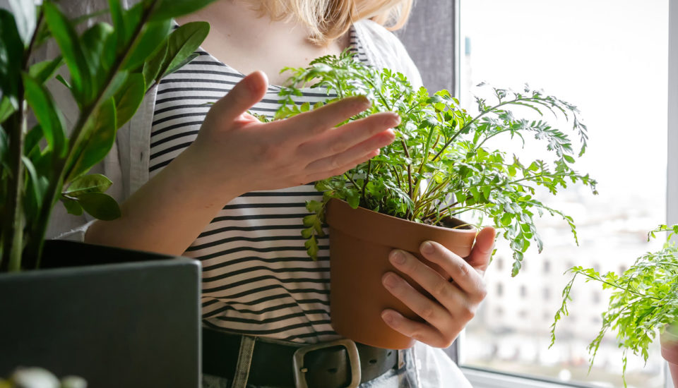 Vypěstujte si doma bylinky dřív, než přijde jaro