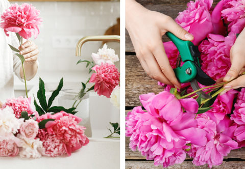Aby pivoňky voněly dlouho: Letní květiny do vázy trhejte ráno a do vody jim hoďte desetikorunu