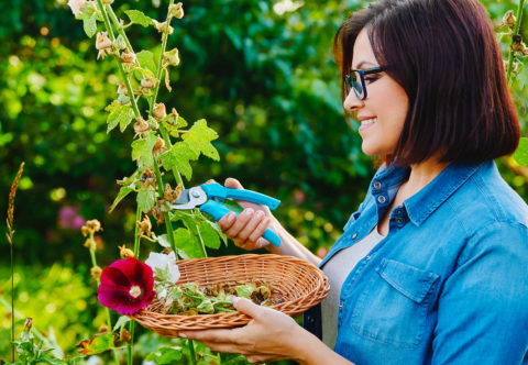 5 důvodů, proč sbírám semínka na příští rok – už nikdy nebudu kupovat průmyslová z obchodu
