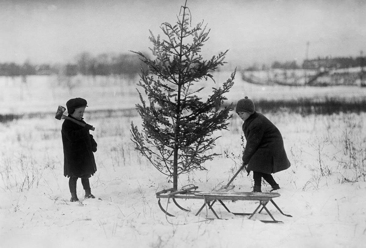 Full-length image of two children standing in a snowy field, inspecting an evergreen tree to use for their Christmas tree. They have come prepared with a sleigh, an ax, and a shovel. (Photo by Edwin Levick/Getty Images)
